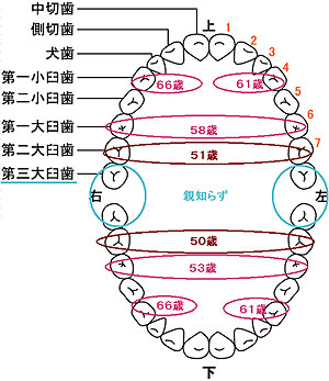 日本人の歯の平均寿命